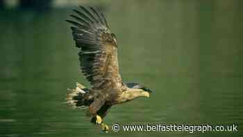 White-tailed eagle died as result of pesticide poisoning