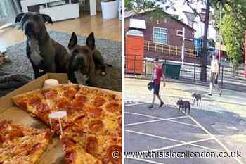 Owners 'distraught' after dogs stolen from Bexley garden