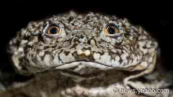 Lake Titicaca giant frog: Scientists join forces to save species