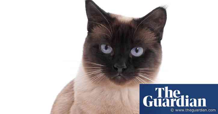Cat diagnosed with coronavirus in first UK case of animal infection - The Guardian