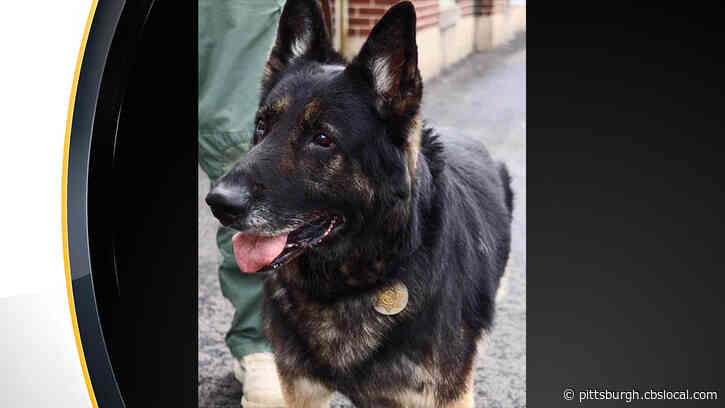 Police K-9 Ciro Passes Away After 8 Years Of Service With Beaver County Sheriff’s Office