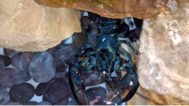 Ohio Red Lobster employee finds rare blue lobster