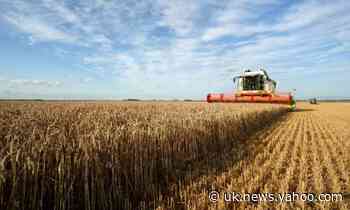 Daily bread: climate crisis wreaks havoc with Christian harvest festival