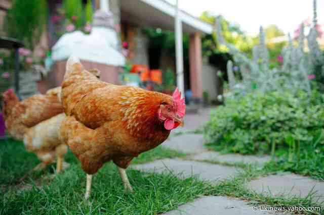 Are pet chickens the next big quarantine trend?