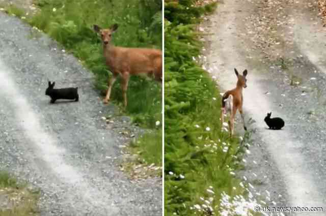 Wild deer and bunny dubbed 'real-life Bambi and Thumper'