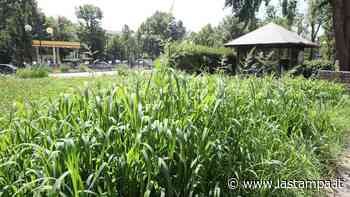 Erba alta e aree giochi fatte a pezzi, la giungla prende spazi in periferia - La Stampa