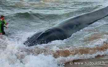 Bassin d'Arcachon : quand les baleines s'invitent sur nos plages - Sud Ouest