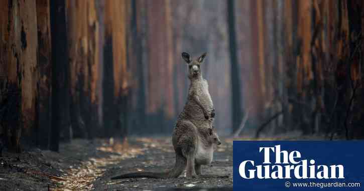 Almost 3 billion animals affected by Australian megafires, report shows