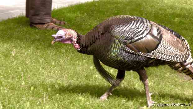 Petition launched to create statue for Turk the Ramsay Turkey