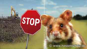 Feldhamster stoppt geplantes Rewe-Logistikzentrum in Wölfersheim - hessenschau.de