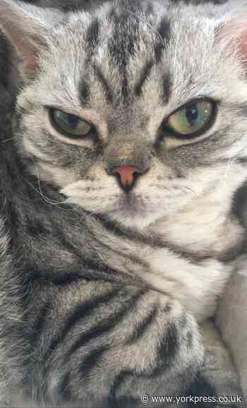 Pet detectives in search for missing cat near York