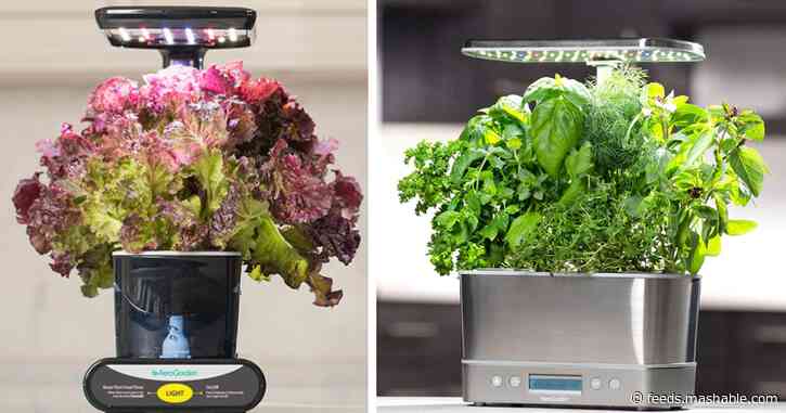 It's too late to plant a garden, so grow veggies on your countertop instead