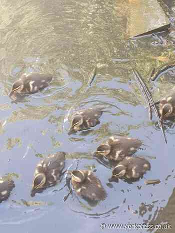 Appeal for new wildlife crossing in York area