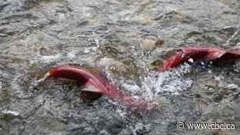 Majority of early Fraser River sockeye run won't make it to spawning grounds, report suggests