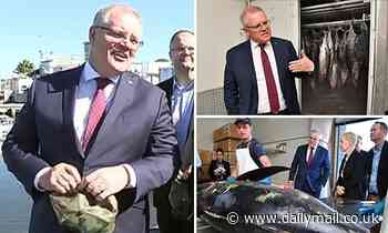 Scott Morrison distracted by promotional hat after flying to Walkers Seafoods to discuss COVID-19 - Daily Mail