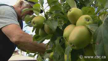 Experimentation is part of the fun at Bannerman community garden