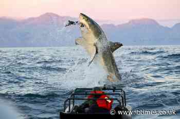Kayakers pull woman to shore after being fatally mauled by shark
