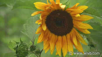 Sunflowers of Sanborn to reopen for season on Saturday