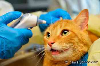 A pet cat is the first animal to test positive for COVID-19 in the UK