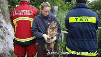 Owl retrieved from German well after 3.5-hour rescue operation