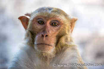 Monkey Data Support Moderna COVID-19 Vaccine
