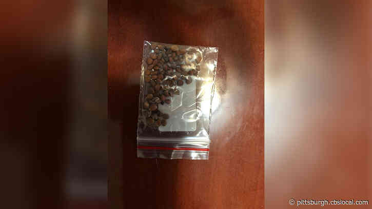 Pa. Dept. Of Agriculture Warns Residents To Report Packages Of Overseas Seeds