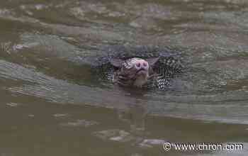 Houston: We know you like rescuing armadillos, but they can actually swim