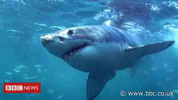 Maine shark attack: US woman killed by great white