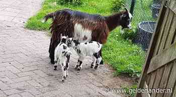 Moedergeit Grietje dood na inbraak in kinderboederij: ‘Ze moeten zich diep schamen’