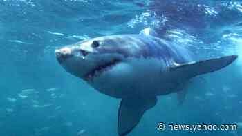 Maine shark attack: US woman killed by great white