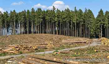 Waldrodungen in Europa haben zugenommen - wissenschaft.de