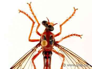 Move over murder hornets, the Deadpool 'assassin' fly is here     - CNET