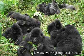 Gorilla relationships limited in large groups, study suggests - Warrington Guardian