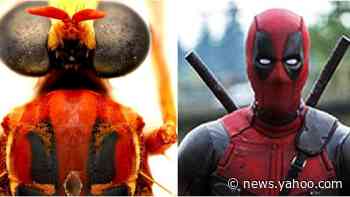 Deadpool fly among new Australian 'super power' species creating a buzz