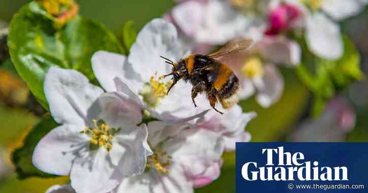 Loss of bees causes shortage of key food crops, study finds