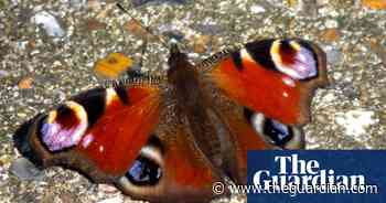 Butterflywatch: first signs of a peacock summer