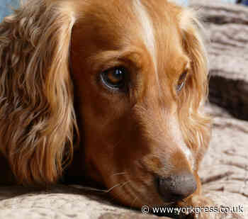 Police investigate after pet dog dies in North Yorkshire
