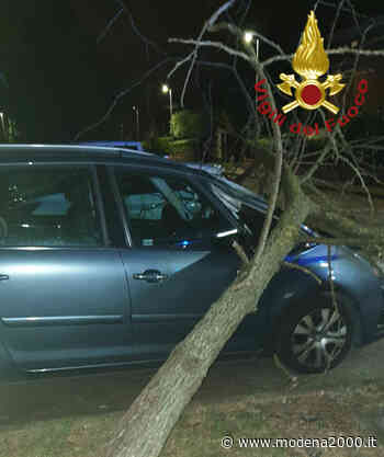 Castelfranco Emilia: albero si abbatte su auto in sosta - Modena 2000