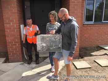 Missing cat found trapped in extension