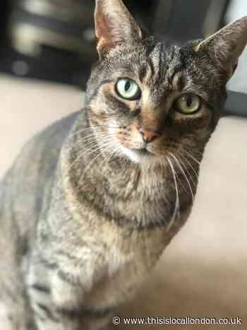 Croydon Cat Killer: Cat found dead in Bexley garden