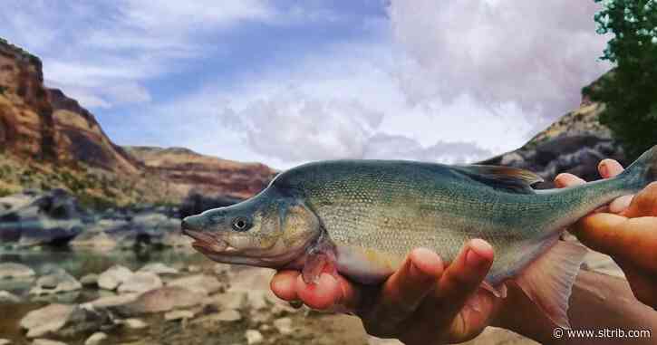 How a tiny fish is helping Utah and the West face big questions about the Colorado River’s future