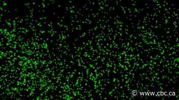 Scientists revive 100 million-year-old microbes from deep under sea floor