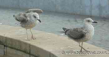 Baby seagull impaled on kebab stick in Bristol