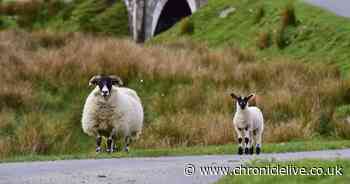 Farmer's stark warning after ewe mauled by out-of-control dog