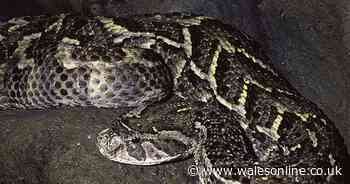 Warning after dogs are bitten by adders on Wales Coast Path