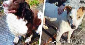 Police appeal after 12 dogs are stolen in Newport