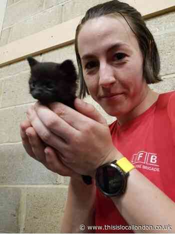 Firefighters save tiny kitten from inside wall in Balham
