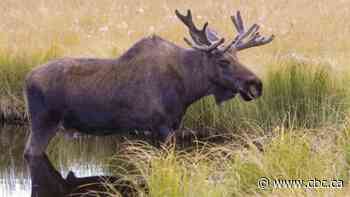 Moose on the Mediterranean? Research sheds new light on where moose once roamed