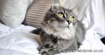 UK pet cat falls ill with Covid-19 caught from human - Bristol Live