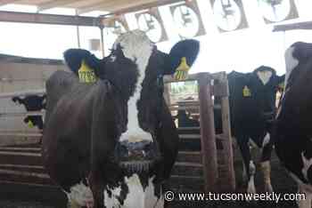 Arizona dairy farms pivot from restaurants to food banks as COVID-19 shifts demand